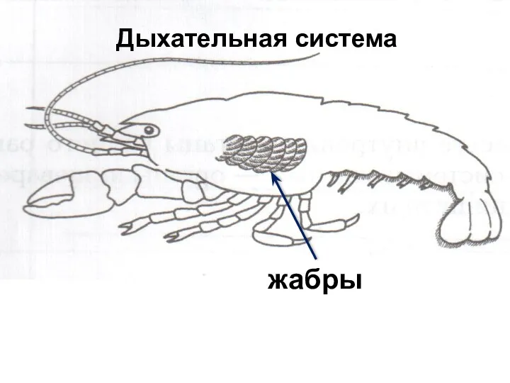 Дыхательная система жабры