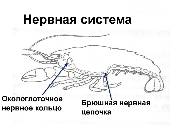 Нервная система Окологлоточное нервное кольцо Брюшная нервная цепочка