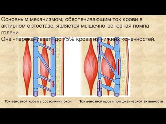 Основным механизмом, обеспечивающим ток крови в активном ортостазе, является мышечно-венозная