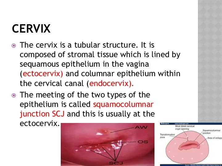 CERVIX The cervix is a tubular structure. It is composed