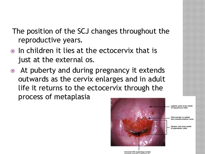 The position of the SCJ changes throughout the reproductive years.