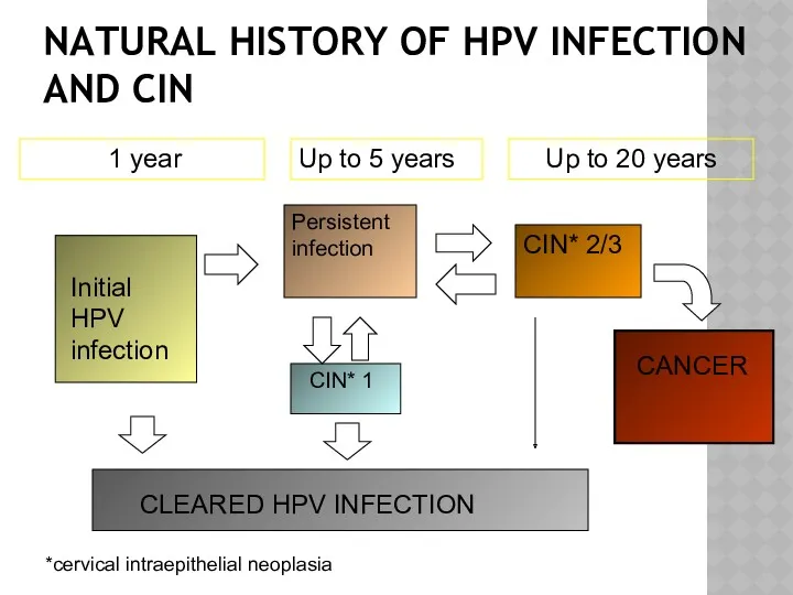 NATURAL HISTORY OF HPV INFECTION AND CIN Initial HPV infection