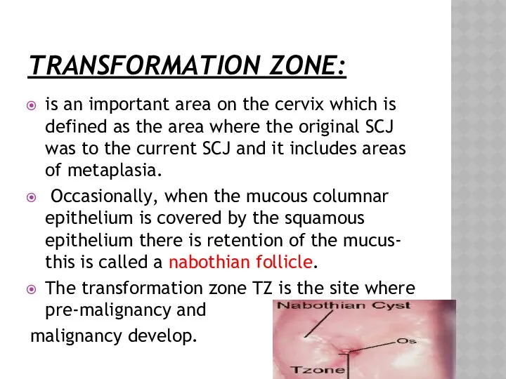 TRANSFORMATION ZONE: is an important area on the cervix which