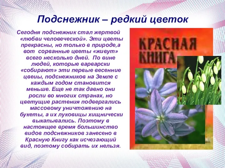 Подснежник – редкий цветок Сегодня подснежник стал жертвой «любви человеческой».