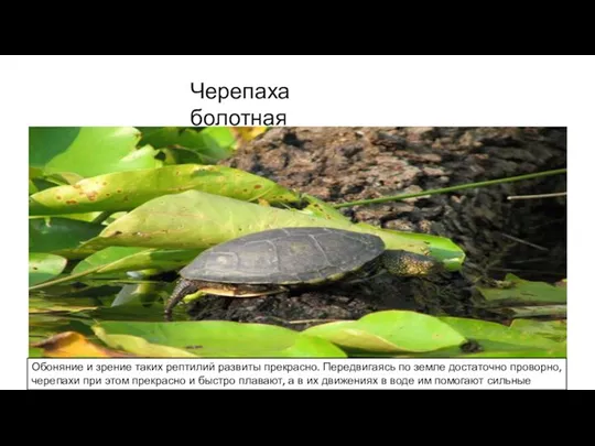 Черепаха болотная Обоняние и зрение таких рептилий развиты прекрасно. Передвигаясь по земле достаточно