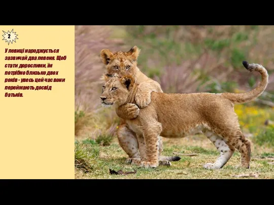 У левиці народжується зазвичай два левеня. Щоб стати дорослими, їм
