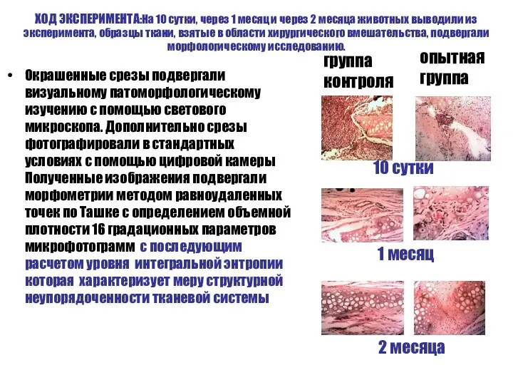 ХОД ЭКСПЕРИМЕНТА:На 10 сутки, через 1 месяц и через 2