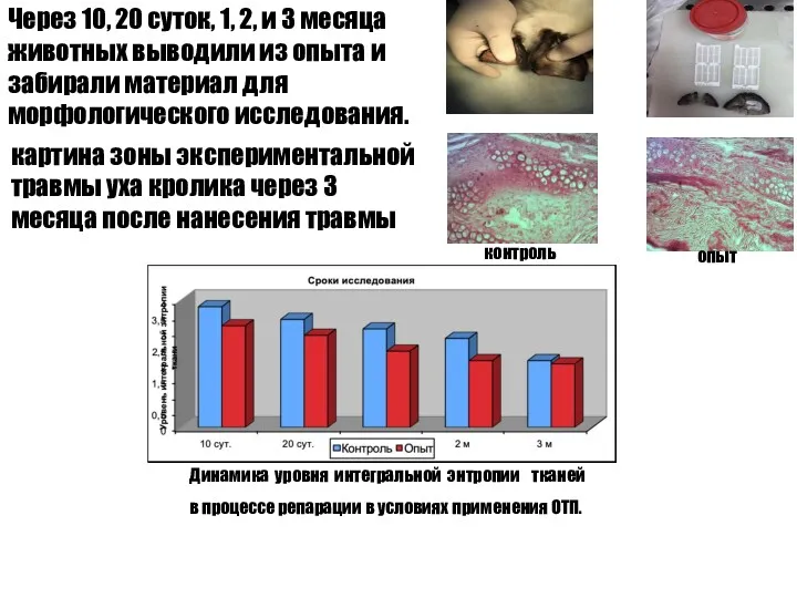 Через 10, 20 суток, 1, 2, и 3 месяца животных