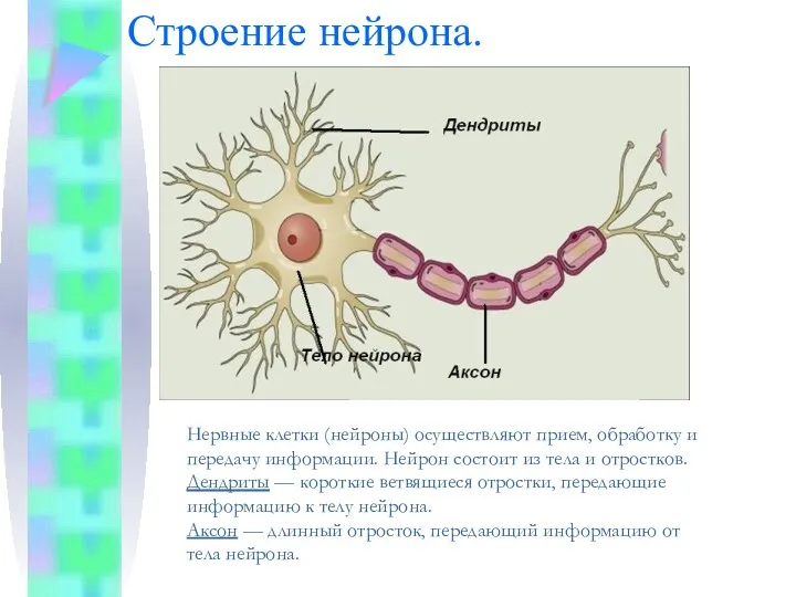 Строение нейрона. Нервные клетки (нейроны) осуществляют прием, обработку и передачу информации. Нейрон состоит