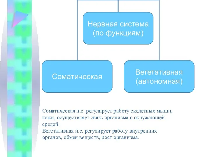 Соматическая н.с. регулирует работу скелетных мышц, кожи, осуществляет связь организма