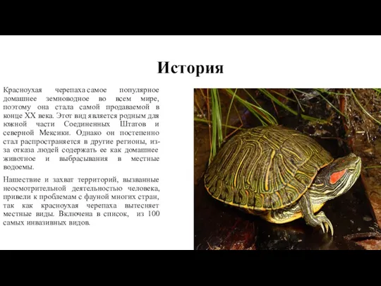 История Красноухая черепаха самое популярное домашнее земноводное во всем мире, поэтому она стала