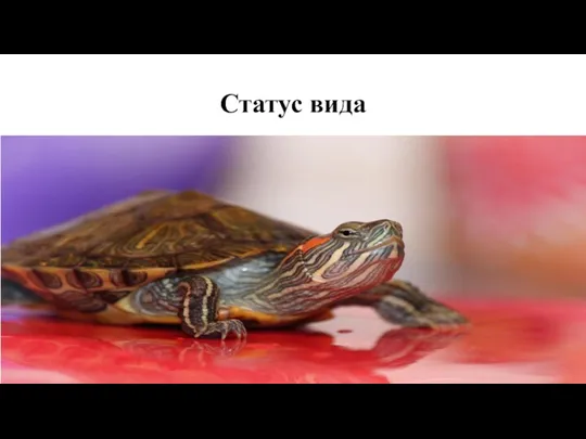 Статус вида