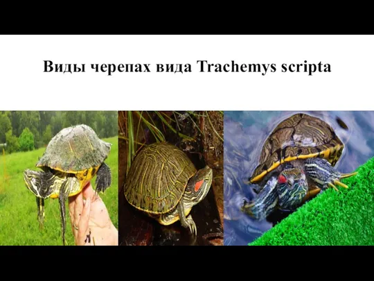 Виды черепах вида Trachemys scripta