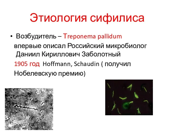 Этиология сифилиса Возбудитель – Тreponema pallidum впервые описал Российский микробиолог Даниил Кириллович Заболотный
