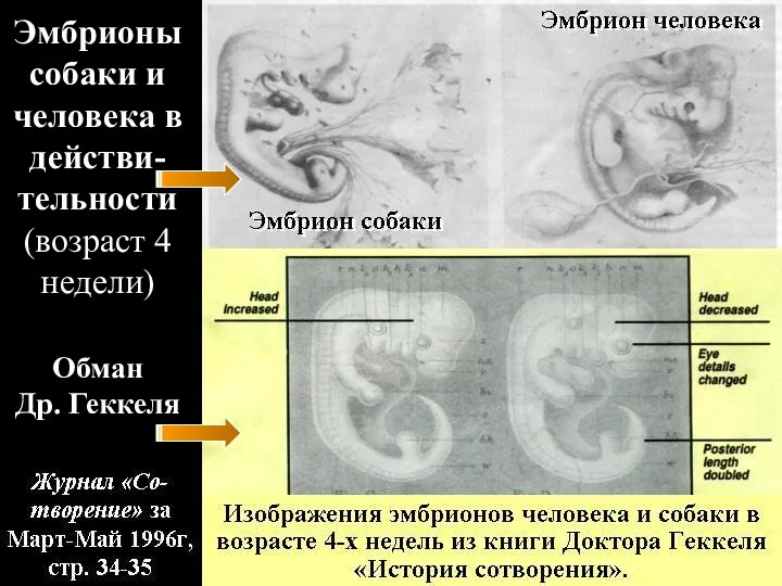 Обман Др. Геккеля Эмбрионы собаки и человека в действи-тельности (возраст 4 недели)