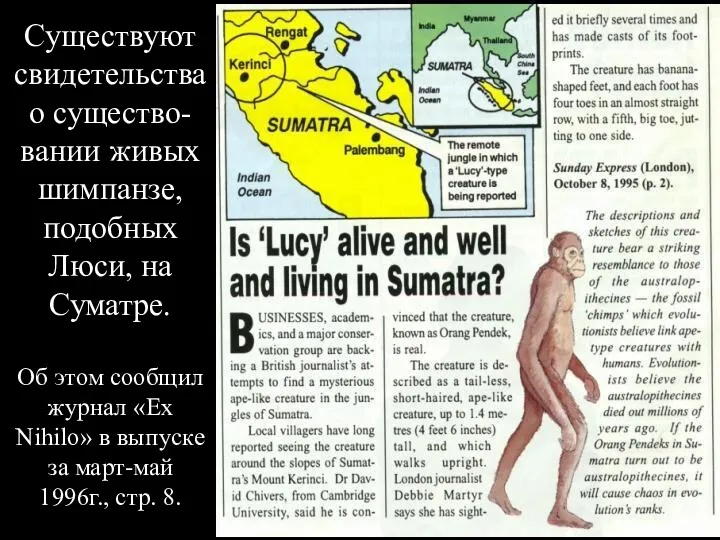 Существуют свидетельства о существо-вании живых шимпанзе, подобных Люси, на Суматре.