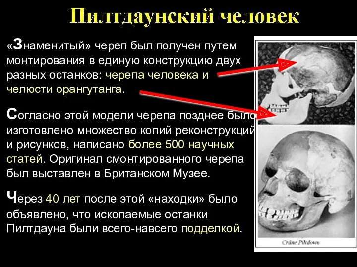 «Знаменитый» череп был получен путем монтирования в единую конструкцию двух