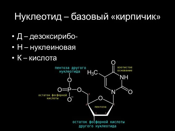 Нуклеотид – базовый «кирпичик» Д – дезоксирибо- Н – нуклеиновая К – кислота
