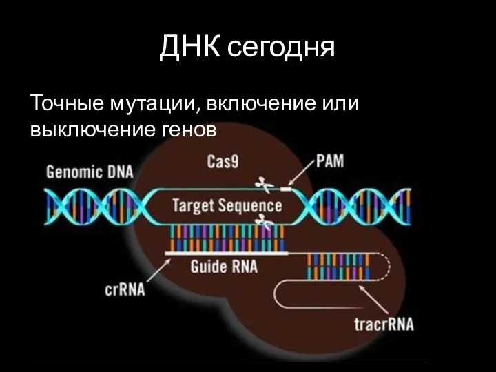 ДНК сегодня Точные мутации, включение или выключение генов