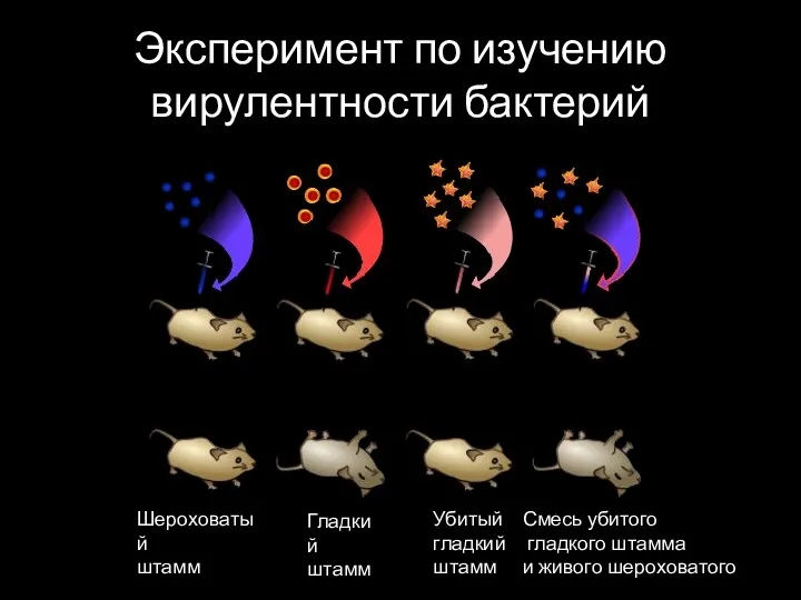 Эксперимент по изучению вирулентности бактерий Шероховатый штамм Гладкий штамм Убитый гладкий штамм Смесь