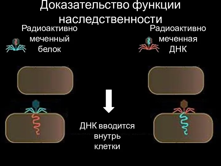 Доказательство функции наследственности Радиоактивно меченный белок Радиоактивно меченная ДНК ДНК вводится внутрь клетки