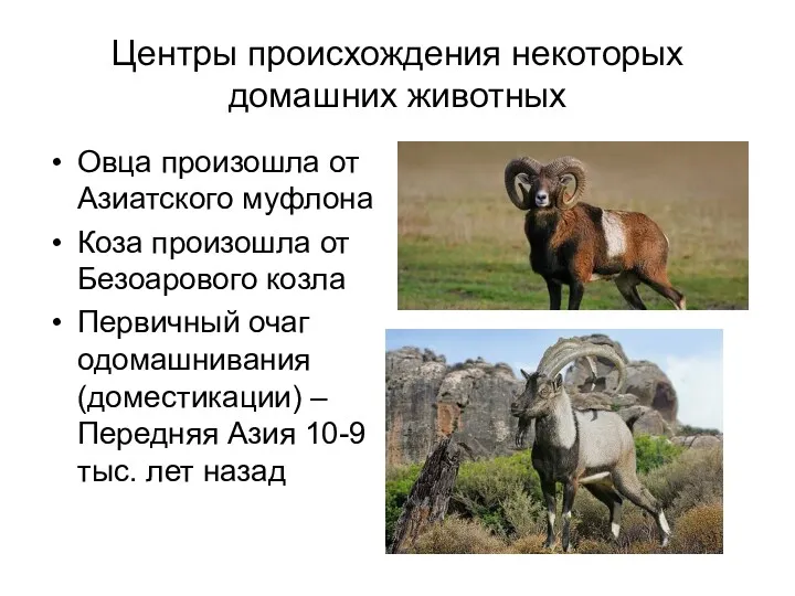 Центры происхождения некоторых домашних животных Овца произошла от Азиатского муфлона