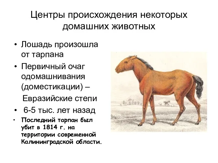 Центры происхождения некоторых домашних животных Лошадь произошла от тарпана Первичный