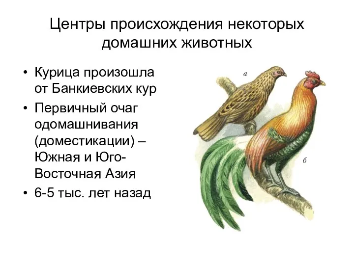 Центры происхождения некоторых домашних животных Курица произошла от Банкиевских кур