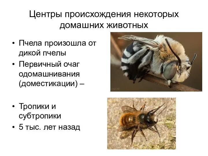 Центры происхождения некоторых домашних животных Пчела произошла от дикой пчелы