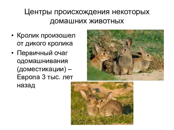Центры происхождения некоторых домашних животных Кролик произошел от дикого кролика