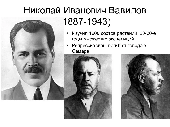 Николай Иванович Вавилов (1887-1943) Изучил 1600 сортов растений, 20-30-е годы