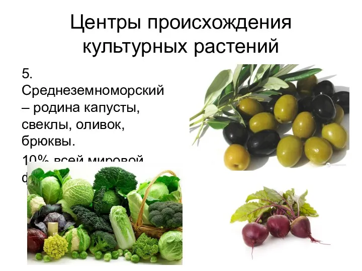 Центры происхождения культурных растений 5. Среднеземноморский – родина капусты, свеклы, оливок, брюквы. 10% всей мировой флоры