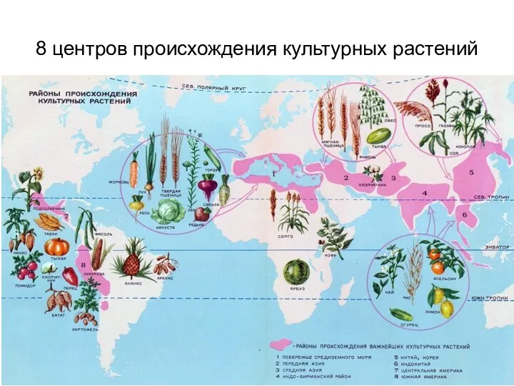 8 центров происхождения культурных растений