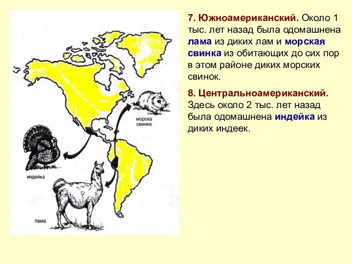 7. Южноамериканский. Около 1 тыс. лет назад была одомашнена лама