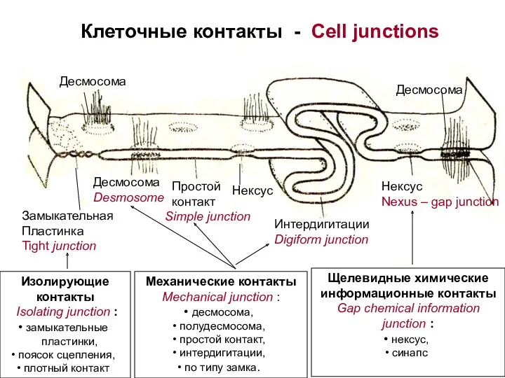 Клеточные контакты - Cell junctions Десмосома Desmosome Десмосома Нексус Nexus