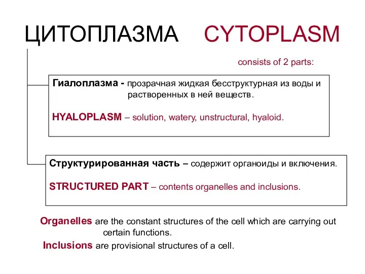 ЦИТОПЛАЗМА CYTOPLASM consists of 2 parts: Гиалоплазма - прозрачная жидкая