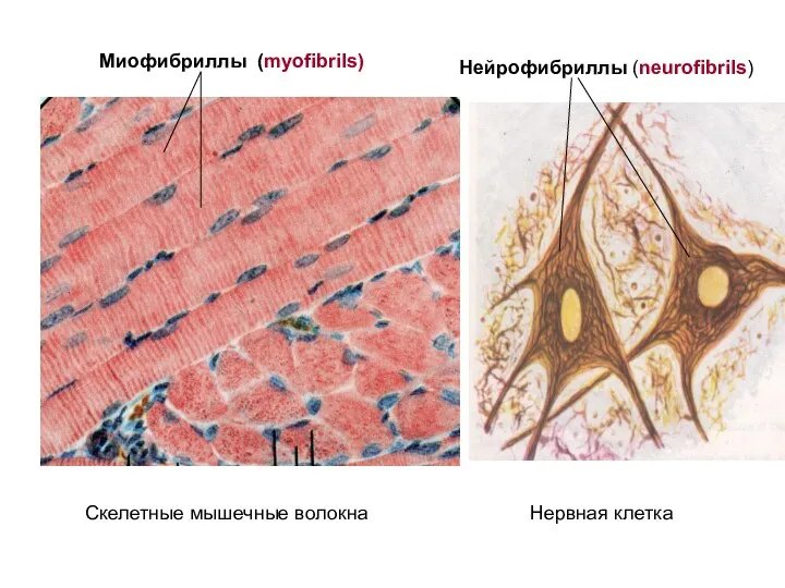 Миофибриллы (myofibrils) Скелетные мышечные волокна Нервная клетка Нейрофибриллы (neurofibrils)