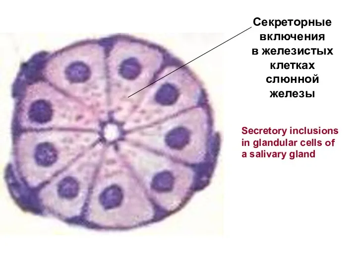Секреторные включения в железистых клетках слюнной железы Secretory inclusions in glandular cells of a salivary gland