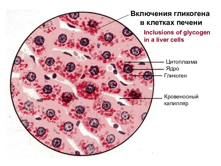 Цитоплазма Ядро Гликоген Кровеносный капилляр Включения гликогена в клетках печени