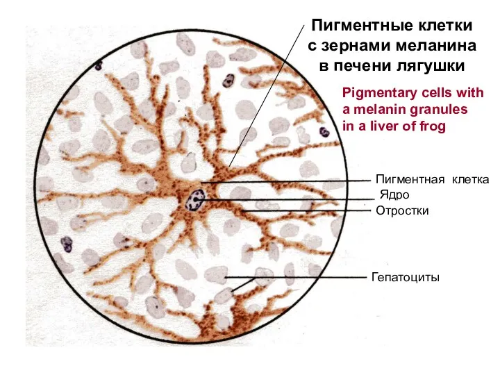 Пигментная клетка Ядро Отростки Гепатоциты Пигментные клетки с зернами меланина