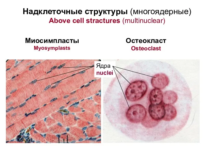 Надклеточные структуры (многоядерные) Above cell stractures (multinuclear) Миосимпласты Myosymplasts Остеокласт Osteoclast Ядра nuclei