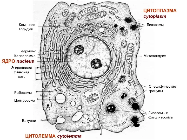 Лизосомы Митохондрия Лизосомы и фаголизосома Специфические гранулы Вакуоли Центросома Рибосомы