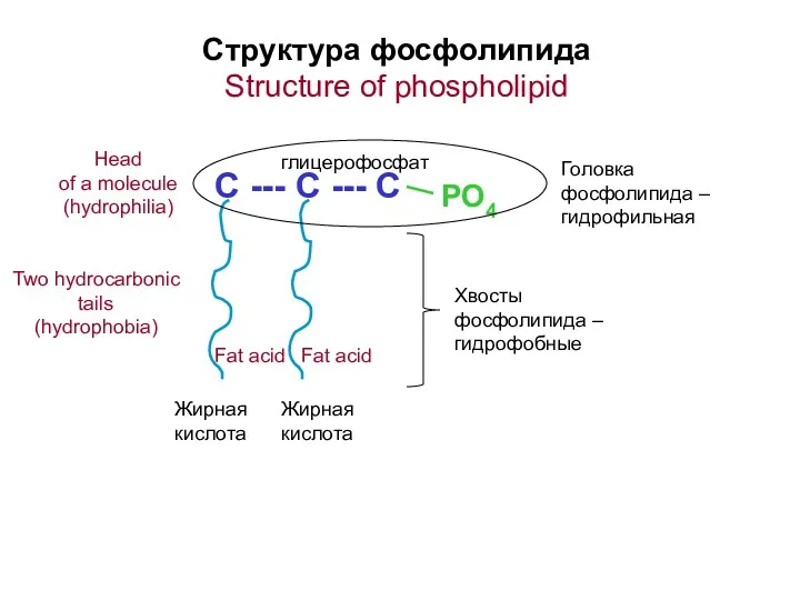 Структура фосфолипида Structure of phospholipid С --- С --- С