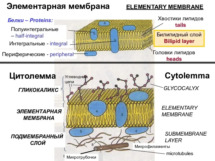 Элементарная мембрана ELEMENTARY MEMBRANE Цитолемма Билипидный слой Bilipid layer Периферические