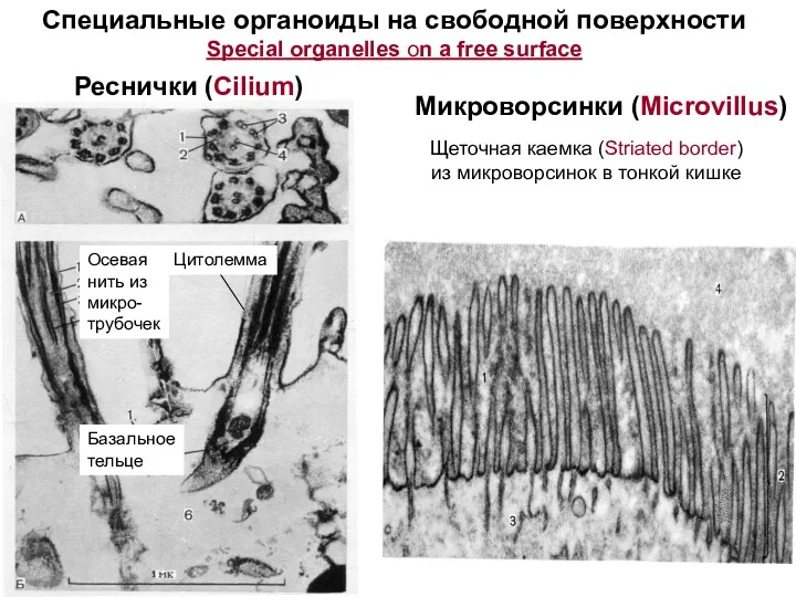 Реснички (Cilium) Осевая нить из микро- трубочек Базальное тельце Микроворсинки