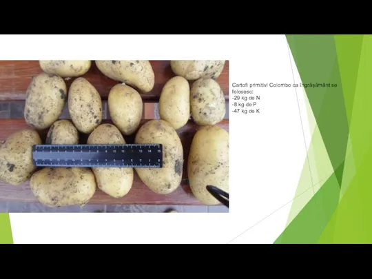Cartofi primitivi Colombo ca îngrășământ se folosesc: -29 kg de