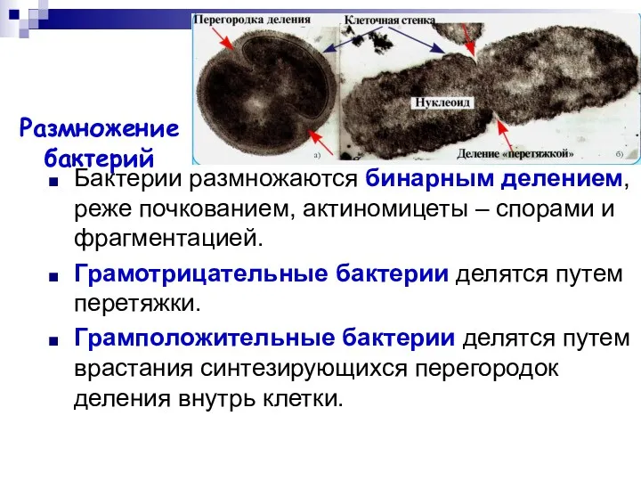 Размножение бактерий Бактерии размножаются бинарным делением, реже почкованием, актиномицеты –