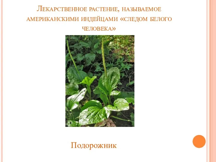 Лекарственное растение, называемое американскими индейцами «следом белого человека» Подорожник