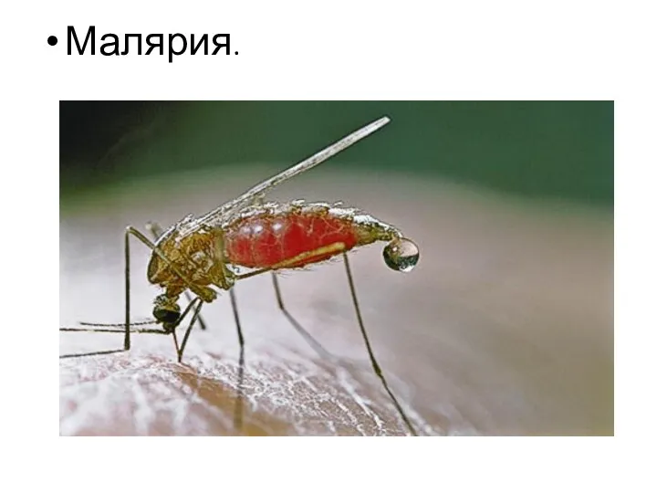 Малярия.
