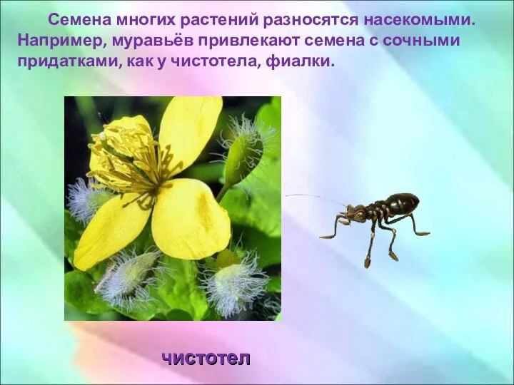 Семена многих растений разносятся насекомыми. Например, муравьёв привлекают семена с сочными придатками, как
